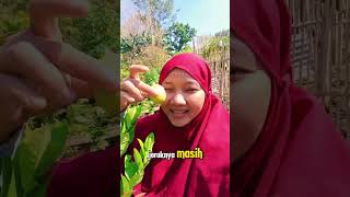 Panen Lemon hasil grafting di Pot harvest [upl. by Yorgo184]