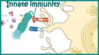 Innate immune system detailed overview [upl. by Atterual]