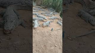 Crocodiles eating enjoy karachizoo animalkingdom crocodile crocodilepark cute foryou [upl. by Okram]