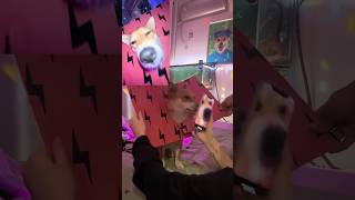 Oh My God😰Wait For End😳Bro went Viral Without Doing Nothing😂viral dog animals usa tiktok [upl. by Kraska]