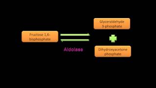 Glycolysis Name the Substrate [upl. by Louie]