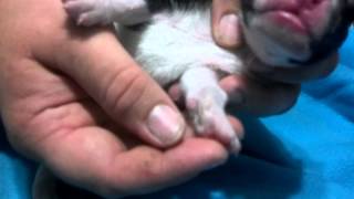 Dewclaw removal with curved hemostat [upl. by Nylhtak]