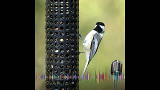 Blackcapped Chickadee [upl. by Neumeyer854]