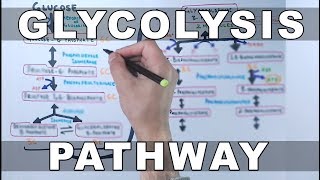 Glycolysis Pathway [upl. by Ayak421]