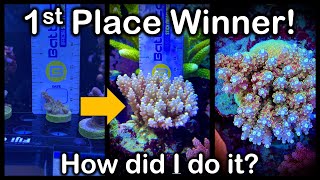 I won a coral grow out competitioncome see how [upl. by Ainival269]