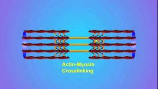 4 ActinMyosin Crosslinking [upl. by Neillij]