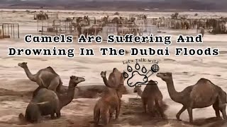 The Camels In Dubai Are Suffering amp Drowning In The Floods  Dubai Rain amp Flooding of 2024 [upl. by Chilt]