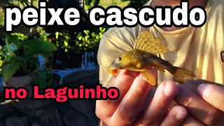 Tudo sobre peixe cascudo e caborja no lago ornamental [upl. by Iruahs]