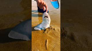 This boy saved the life of the Fish 😱 shorts sea fish life shortvideo [upl. by Golliner]