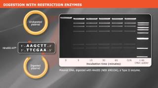 Cloning With Restriction Enzymes [upl. by Ralina]