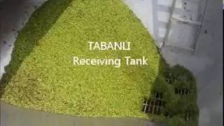 TABANLI Pea Processing Linewmv [upl. by Jade270]