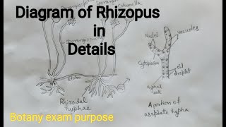 Rhizopus Diagram well labelled diagram of Rhizopus Fungi diagram [upl. by Compte]