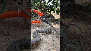 DIY Snake Trap using New scissors creativesnaketrap [upl. by Katinka322]