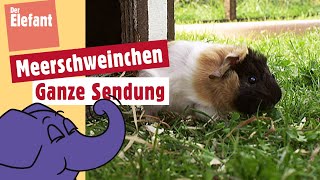 Wie wird ein Meerschweinchenbaby geboren  Der Elefant  WDR [upl. by Gail755]