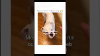 Funny and dogs compilation 🤣 shorts dog [upl. by Stempson]