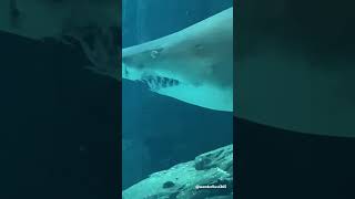 Up close with the Sharks at Oceanário de Lisboa😅🦈 Travel Portugal Sharks [upl. by Eirollam]