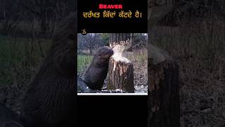 Beavers ਦਰੱਖਤ ਕਿੱਦਾਂ ਕੱਟਦੇ ਹੈ। facts gk gkknowledgepunjabi punjabgk animals [upl. by Yeleen]