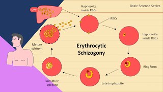 Erythrocytic schizogony  Plasmodium Life Cycle  Basic Science Series [upl. by Ferro]