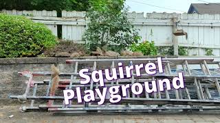 Squirrel Playground short [upl. by Einial339]