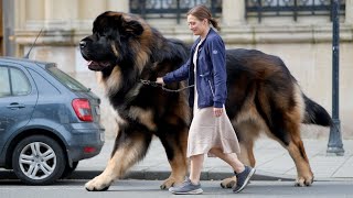 Top 10 Biggest Dog Breeds In The World [upl. by Drew]