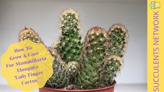 How To Grow amp Care For Mammillaria Elongata ‘Lady Finger Cactus’ [upl. by Hsitirb]