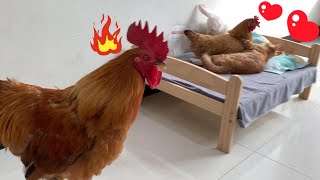 So funny The hen fell in love with the cat The rooster was very angry Laugh I have a stomachache [upl. by Koerner]