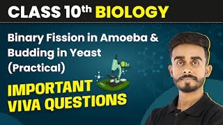 Binary Fission in Amoeba and Budding in Yeast  Important Viva Questions Class 10 Biology Practical [upl. by Zul]