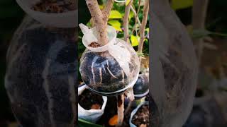 Root propagation in plat ficusplant redmachera chinadol and rubber plant rubberplant [upl. by Ytomit]