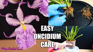 How to Care for Oncidium Orchids  Watering Repotting Reblooming amp more Orchid Care for Beginners [upl. by Dabney]