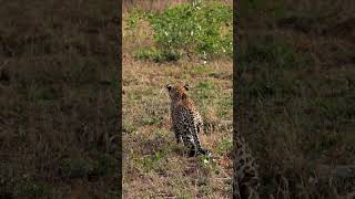 Leopard Misjudges Hunt and Antelope Gets Away [upl. by Auhsej]