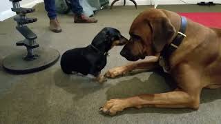 Rhodesian Ridgeback vs Miniature Dachshund Ridgeback special move [upl. by Nelleus241]