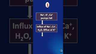 Shorts  118 IschemiaReperfusion Injury IRI  What happens during the ischemia phase [upl. by Ainak]