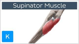 Supinator Muscle  Origins amp Function  Human Anatomy  Kenhub [upl. by Anen237]