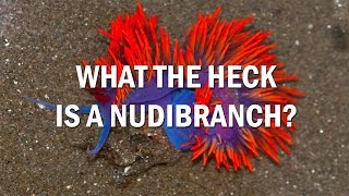 What is a Nudibranch [upl. by Claiborne]