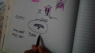 DIAPHRAGM complete explanation MUST WATCH BD is not enough [upl. by Molahs936]