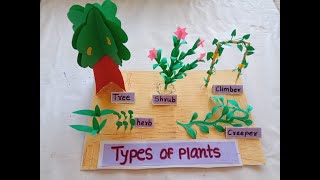 Types of plant Model  science project Types of plant science project model Types of plant TLM [upl. by Dronel]