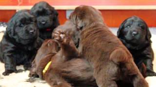 newfoundlanderpups R week3 [upl. by Einahpets]