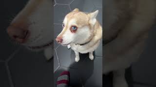 Dramatic Mini Husky Throws Tantrum When Owner Takes Too Long On The Loo [upl. by Juta]