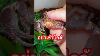 ช้างป่องแมง  แมงป่อง แมงงอด แมงป่องช้าง scorpion exoticpet BalconZoo สัตว์เลี้ยง สัตว์แปลก [upl. by Gaylor]