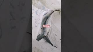 milkfish fishing in Qatar эраайс era amazing fishingmethods fish [upl. by Kcira]