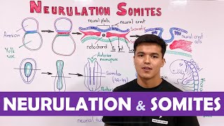 Embryology  Neurulation Somites [upl. by Bohlen]