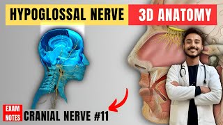 hypoglossal nerve anatomy  12th nerve anatomy  cranial nerve anatomy [upl. by Cyrilla]