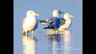 Fall Bird Migration  Part II Shorebirds 4K [upl. by Asi947]