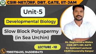 SlowBlockPolyspermy seaurchin developmentalbiology  L10 𝐆𝐞𝐧𝐞𝐬𝐢𝐬 𝐈𝐧𝐬𝐭𝐢𝐭𝐮𝐭𝐞 𝐨𝐟 𝐋𝐢𝐟𝐞 𝐒𝐜𝐢𝐞𝐧𝐜𝐞𝐬 [upl. by Heinrich]