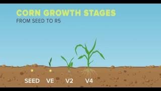 Corn Growth Stages  From Seed to R5 [upl. by Nilesoj90]