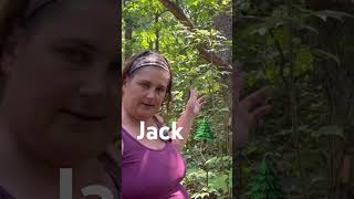 How to Identify a Jack Pine tree [upl. by Assirialc]