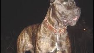 AMERICAN BANDOG AND BANDOGGE MASTIFFS TO MAKE PURE BRED DOG YOU HAVE LINEBREED AND INBREED [upl. by Yditsahc419]