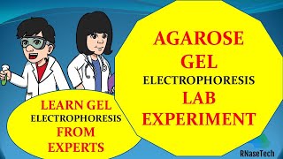 Agarose gel electrophoresis lab experiment  How to perform Gel electrophoresis in a lab [upl. by Keir993]