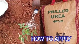 How to use urea fertilizer on plants [upl. by Schurman]