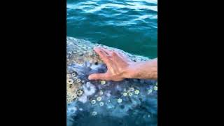 Colonies of barnacles live on whale skin [upl. by Bekelja]